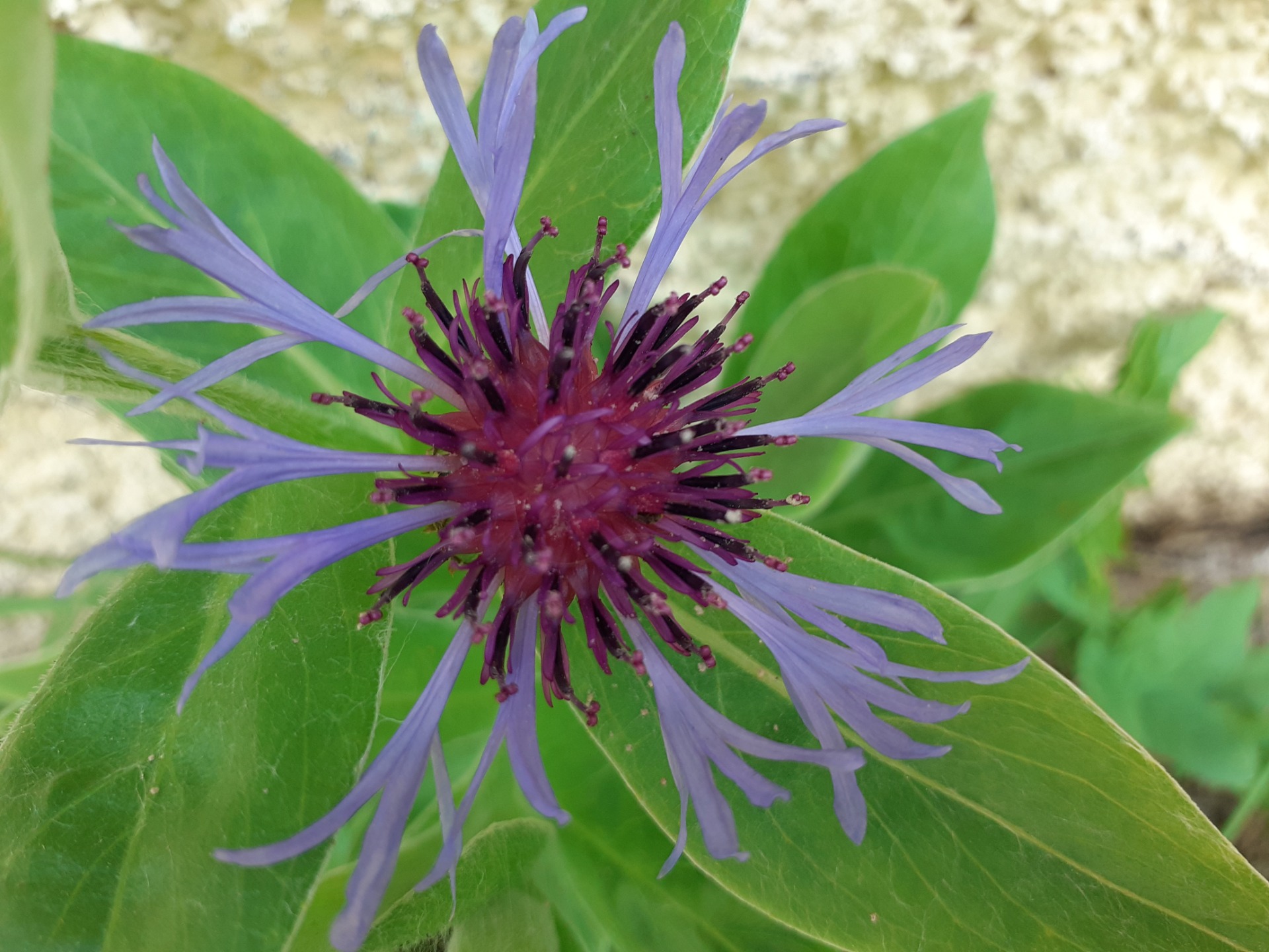 NOS PARTENAIRES Atelier Phytothérapie
